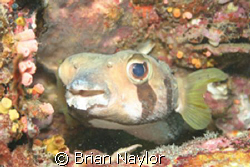 Puffer by Brian Naylor 